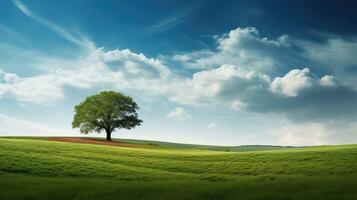 field trees flat photo