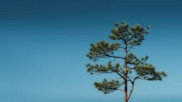 serenity pine tree abstract photo