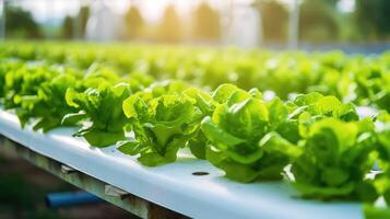 farming hydroponic lettuce salad photo