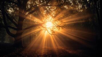 tree sun burst background photo