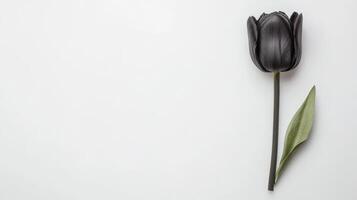 Single dark tulip on white backdrop photo