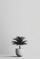 Small palm plant in a white pot, minimalist photo