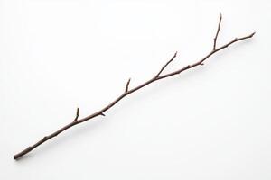 Bare Branch, Isolated Object photo