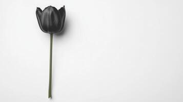 Black tulip on white backdrop photo