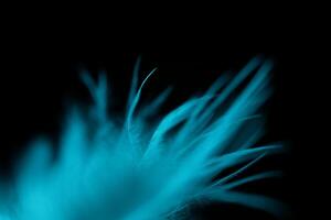 White natural texture abstract on black background, bird feather, soft natural texture on dark background photo