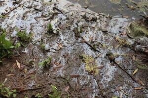 Gasoline on the lake shore, nature ecosystem photo