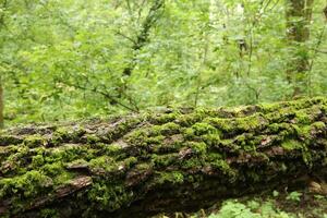 Moss covered tree in the summer forest, fallen tree photo