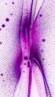 Violet abstract matter plays in waves on a white background. video