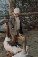 A little boy walks beside a flock of geese, fascinated by their playful interactions and soft honking sounds. photo