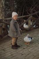 The boy walks near the geese, observing their slow, graceful movements with curiosity. photo