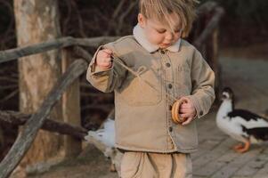 Two boys excitedly hold out a string of bagels, watching as the geese peck at them with curiosity. photo