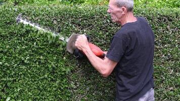 gardener in work clothes trimming thorny holly hedge with electric hedge trimmer in backyard garden enjoying work on warm sunny day, side view, video