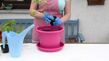 A female gardener wearing gloves transplants delicate tomato seedlings from a growing container into a pink pot on a terrace, video