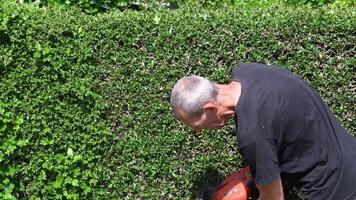 close up gardener in work clothes trimming thorny holly hedge with electric hedge trimmer in backyard garden enjoying work on warm sunny day, side view, video