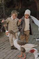 A peaceful moment unfolds as two boys offer bagels on a string to a group of geese, fascinated by the birds playful pecks. photo