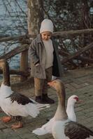 A young boy strolls beside a group of geese watching them waddle peacefully across the grass. photo