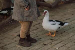 The child steps carefully near the geese, smiling as they move around him in a gentle rhythm. photo