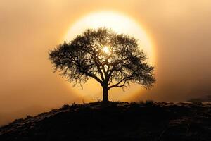 A tree on a hill in the fog photo