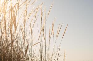 Golden stalks sway gently against the fiery hues of the sunset sky, their tips glowing in the fading light as the evening breeze whispers through the fields. photo