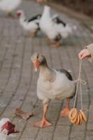 The geese waddle closer as the kids gently offer bagels on a string photo