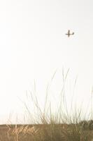A vast golden field stretches beneath a boundless blue sky, where a lone airplane soars high above the swaying stalks, leaving a silver trail in the crisp air. photo