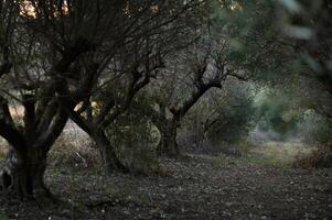A mystical tunnel of ancient olive trees weaves a shadowy path, their gnarled branches entwining overhead, whispering secrets in the cold night air. photo