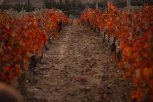 The wind whispers through the glowing red vines, carrying the scent of ripe grapes and the promise of a rich harvest. photo