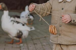 The geese waddle closer as the kids gently offer bagels on a string, fascinated by the birds cautious approach. photo