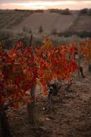 The vineyard burns with the intensity of fall, its leaves shimmering like embers in the crisp afternoon light. photo