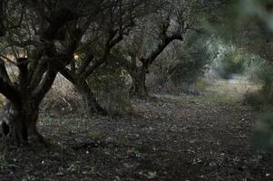 Moonlight barely pierces the dense canopy, casting eerie silver patterns on the winding path, where the twisted trunks stand like silent guardians of an untold legend. photo