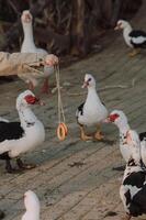 The kid hold a string of bagels, laughing as the geese eagerly peck at the tasty treats. photo