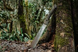 A knife is leaning against a tree in the woods photo
