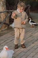 Standing by the pond, the children giggle as the geese eagerly nibble on the dangling bagels, enjoying the playful interaction. photo