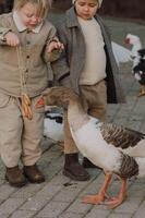 Sunlight glows on the boys faces as they gently feed the geese, their hands holding a string of golden bagels. photo