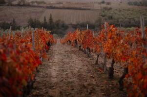 Rows of vines, dressed in deep red and orange, paint the rolling hills with a breathtaking display of nature farewell to summer. photo