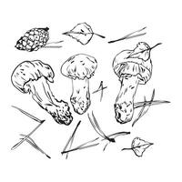 composition of autumn mushrooms, leaves and pine needles and cones, hand drawn with a liner. Set for your design vector