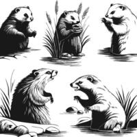 Set of Badgers Illustrations vector