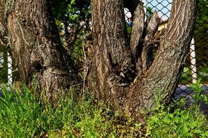 An old tree with three trunks and wrinkled bark photo