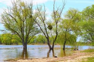 Spring water flood. The overflowing river flooded green trees and bushes photo