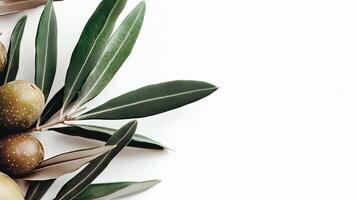Close-up of an olive branch with textured leaves and ripe fruits on a clean white background photo