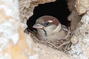 Close up of sparrow nesting in natural rock crevice. World Sparrow Day. photo