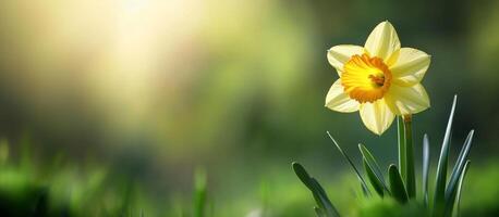A single yellow daffodil blooms amidst green grass. St. Davids Day, spring wide banner with copy space. Womens Day photo