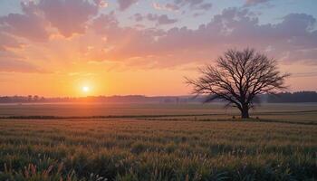 A lone tree in a field at sunset photo