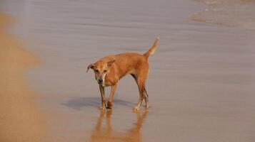 A homeless brown dog walks along a sandy beach near the water's edge on a sea coast on a sunny summer day photo