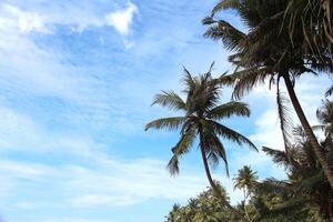 Tropical landscape with coconut palm tree against blue sky on sunny day. Travel and vacation at sea. Copy space for text photo