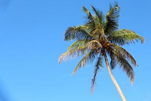 Crown of tropical coconut palm tree with green wide leaves against blue sky with copy space for text photo
