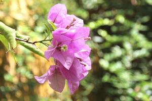 Delicate pink bougainvillea flower in sunlight with a blurred green background. The vibrant petals and tiny white bloom create a tropical and romantic atmosphere, perfect for floral-themed designs photo