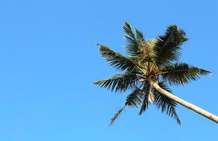 Crown of tall tropical coconut palm tree with lush foliage against clear blue sky. Empty copy space photo