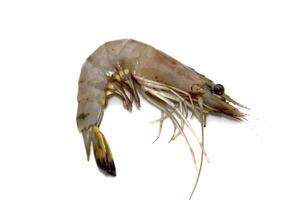 Fresh unpeeled raw shrimp prawn isolated on white background photo