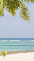 The amazing wild beach of the island of Maldives in the Indian Ocean. Azure water and palm trees. Palm shadow on the white sand video